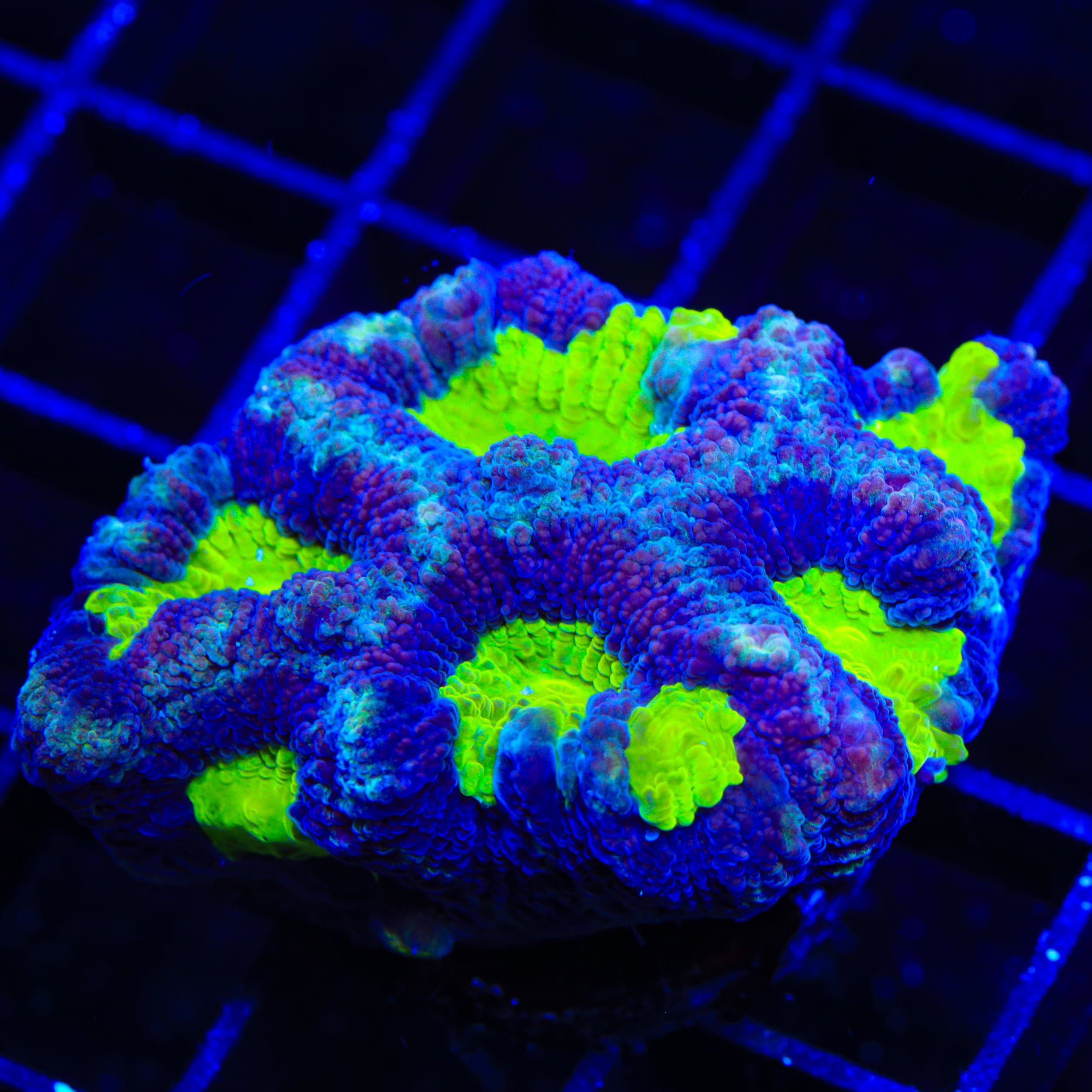 Dragon Soul Favia Coral