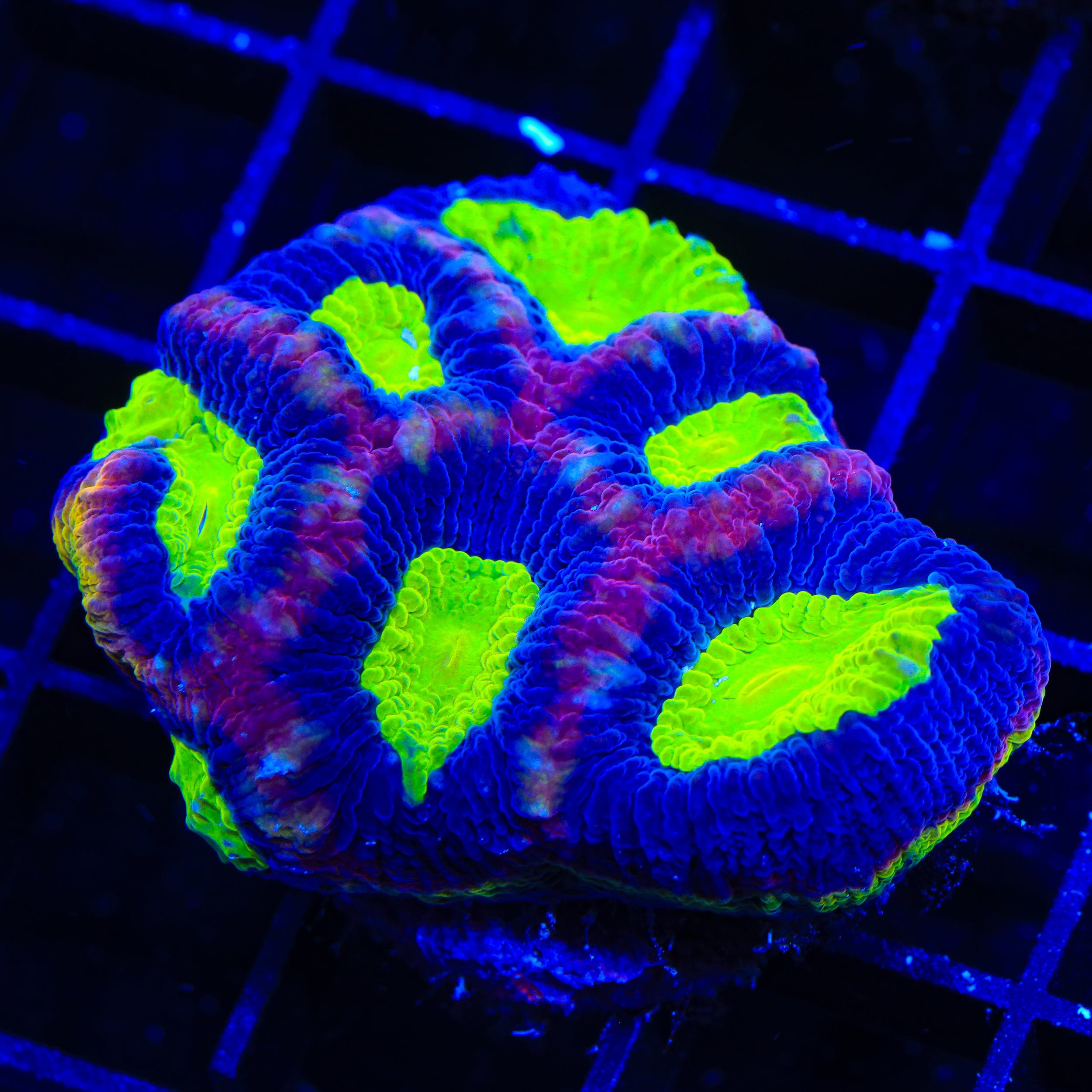 Dragon Soul Favia Coral