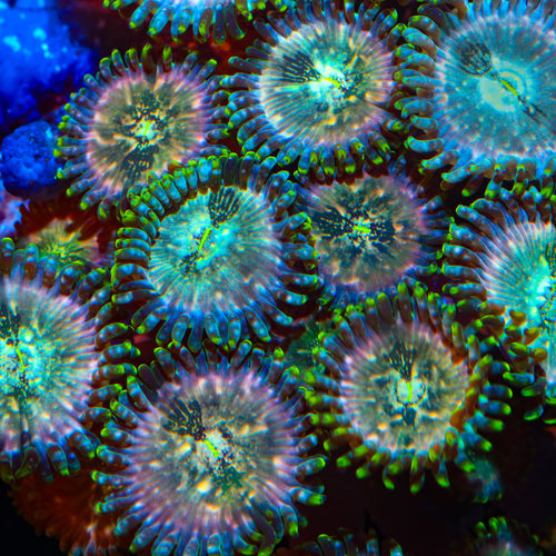 Dream Catcher Zoanthids Coral
