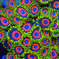 Eagle Eye Zoanthids Coral