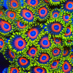 Eagle Eye Zoanthids Coral