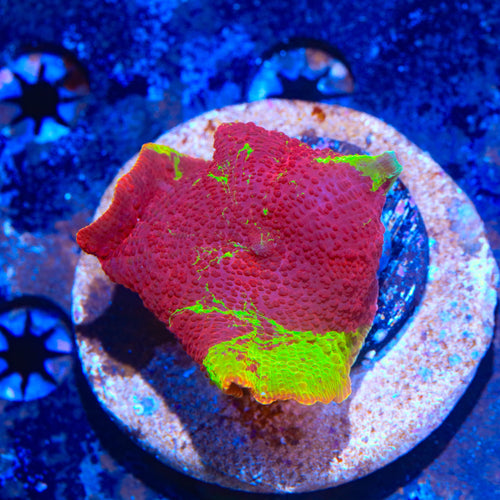 Eclectus Mushroom Coral