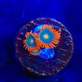 Electric Gatorade Zoanthids Coral