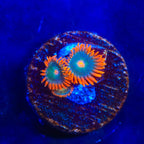 Electric Gatorade Zoanthids Coral