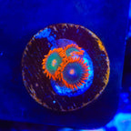 Electric Gatorade Zoanthids Coral
