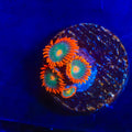 Electric Gatorade Zoanthids Coral