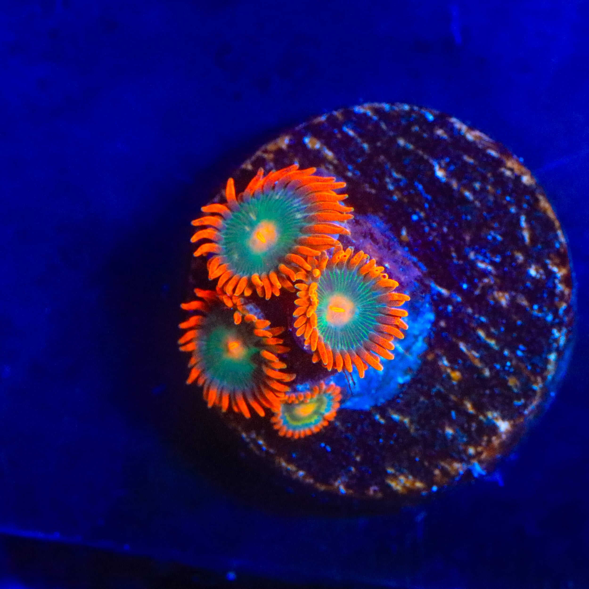 Electric Gatorade Zoanthids Coral