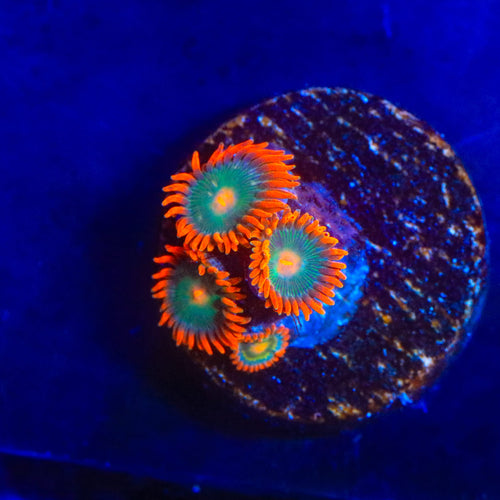 Electric Gatorade Zoanthids Coral