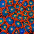 Electric Gatorade Zoanthids Coral