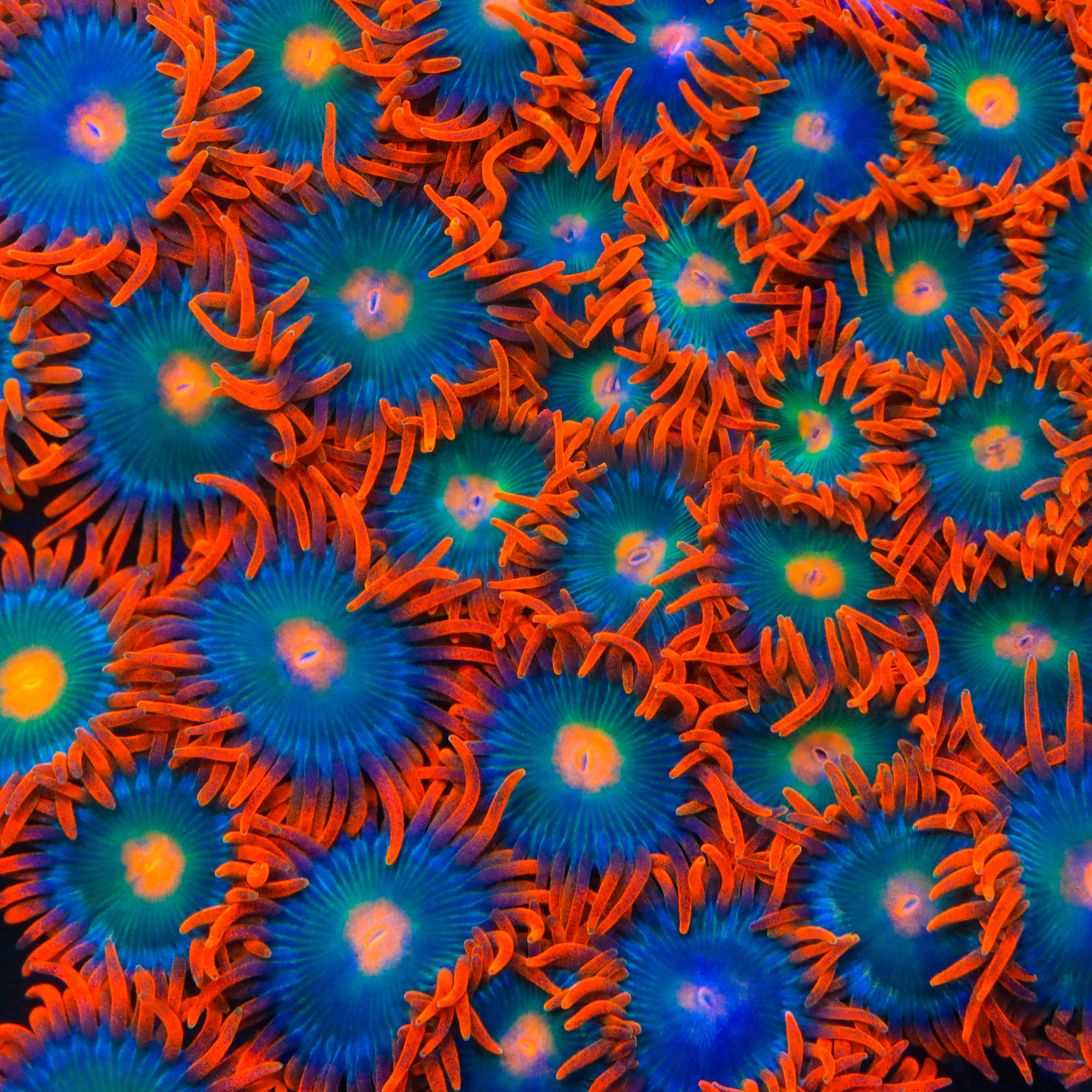 Electric Gatorade Zoanthids Coral