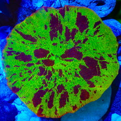 Electric Jawbreaker Mushroom Coral