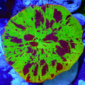 Electric Jawbreaker Mushroom Coral