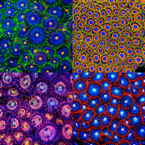 Electric Jungle Zoanthid 4-Pack