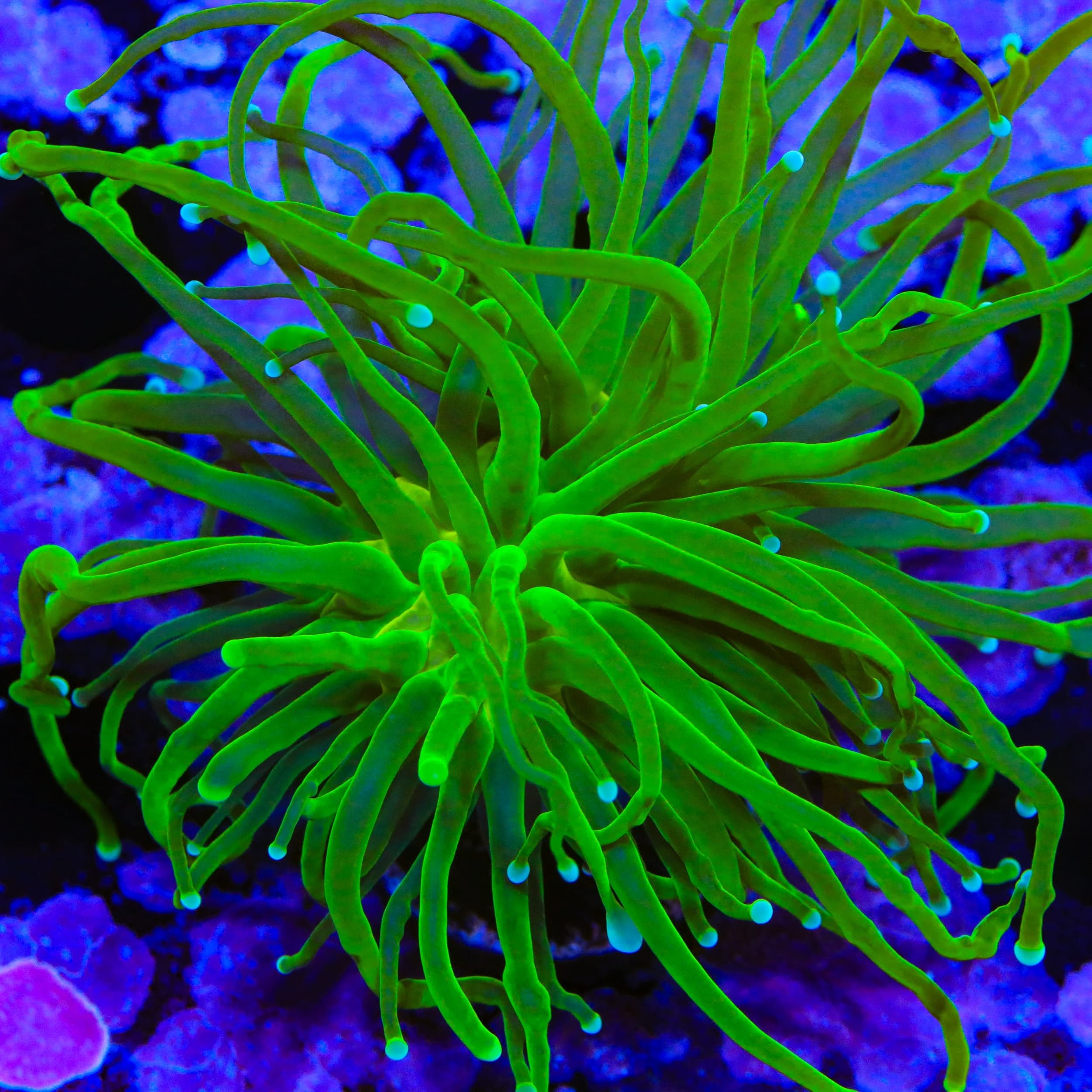 Evergreen Torch Coral