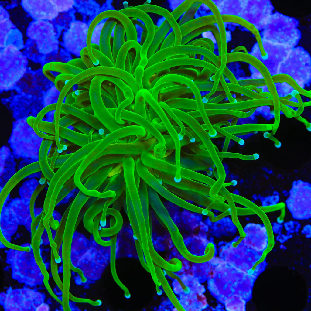 Evergreen Torch Coral