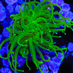 Evergreen Torch Coral