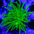 Evergreen Torch Coral