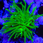 Evergreen Torch Coral