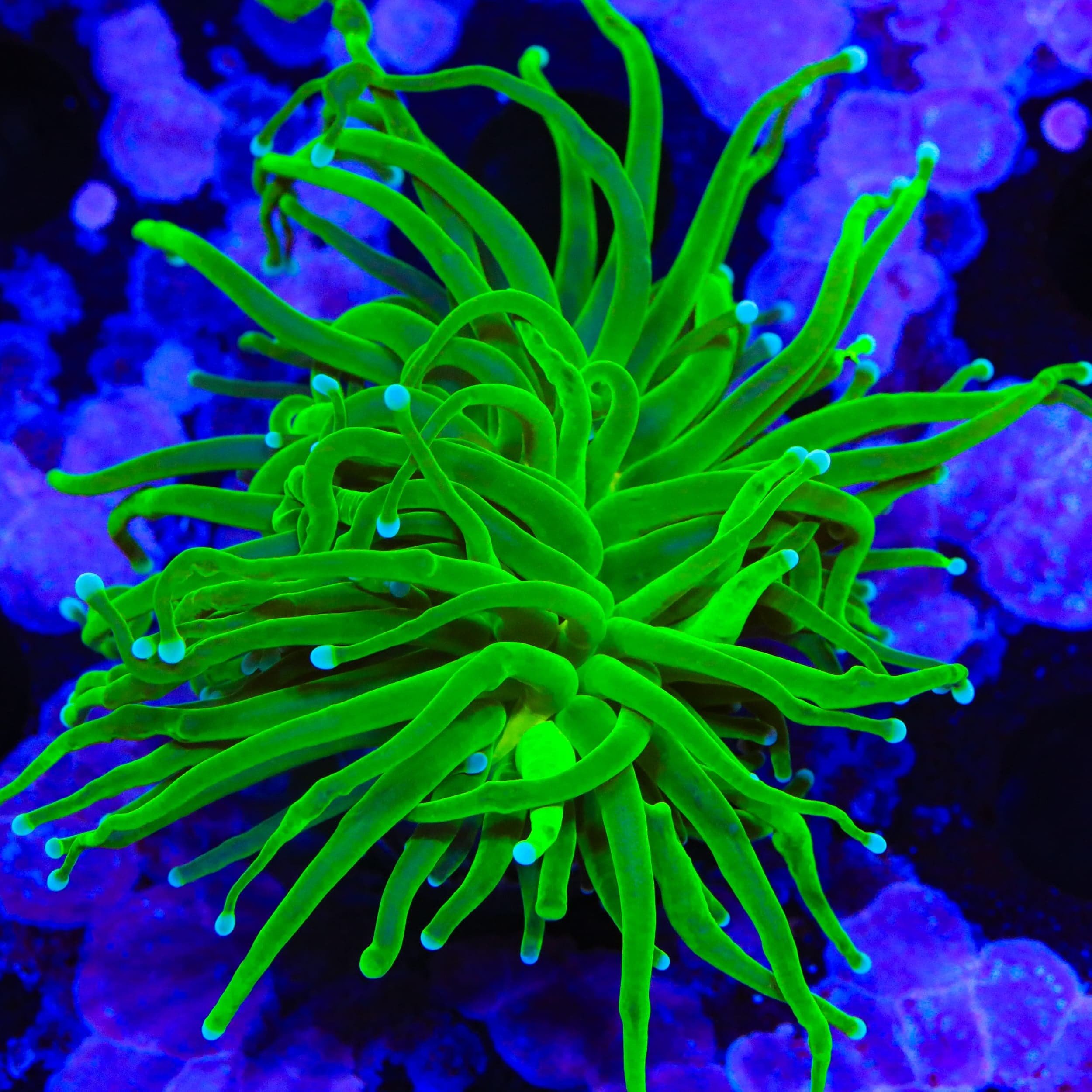 Evergreen Torch Coral