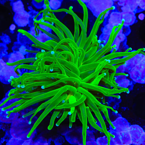 Evergreen Torch Coral