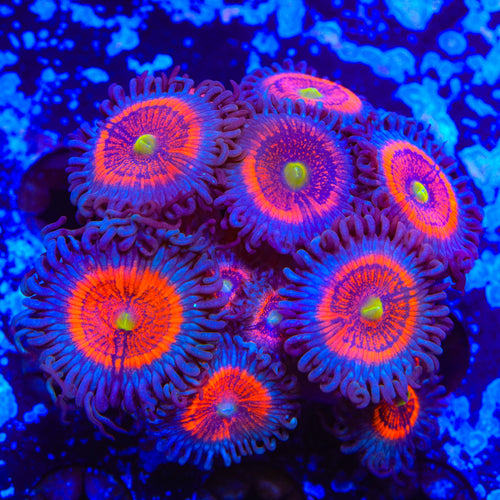 Everlasting Gobstopper Zoanthids XL Frag Coral