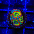 F2M Holy Grail Micromussa Acan Coral