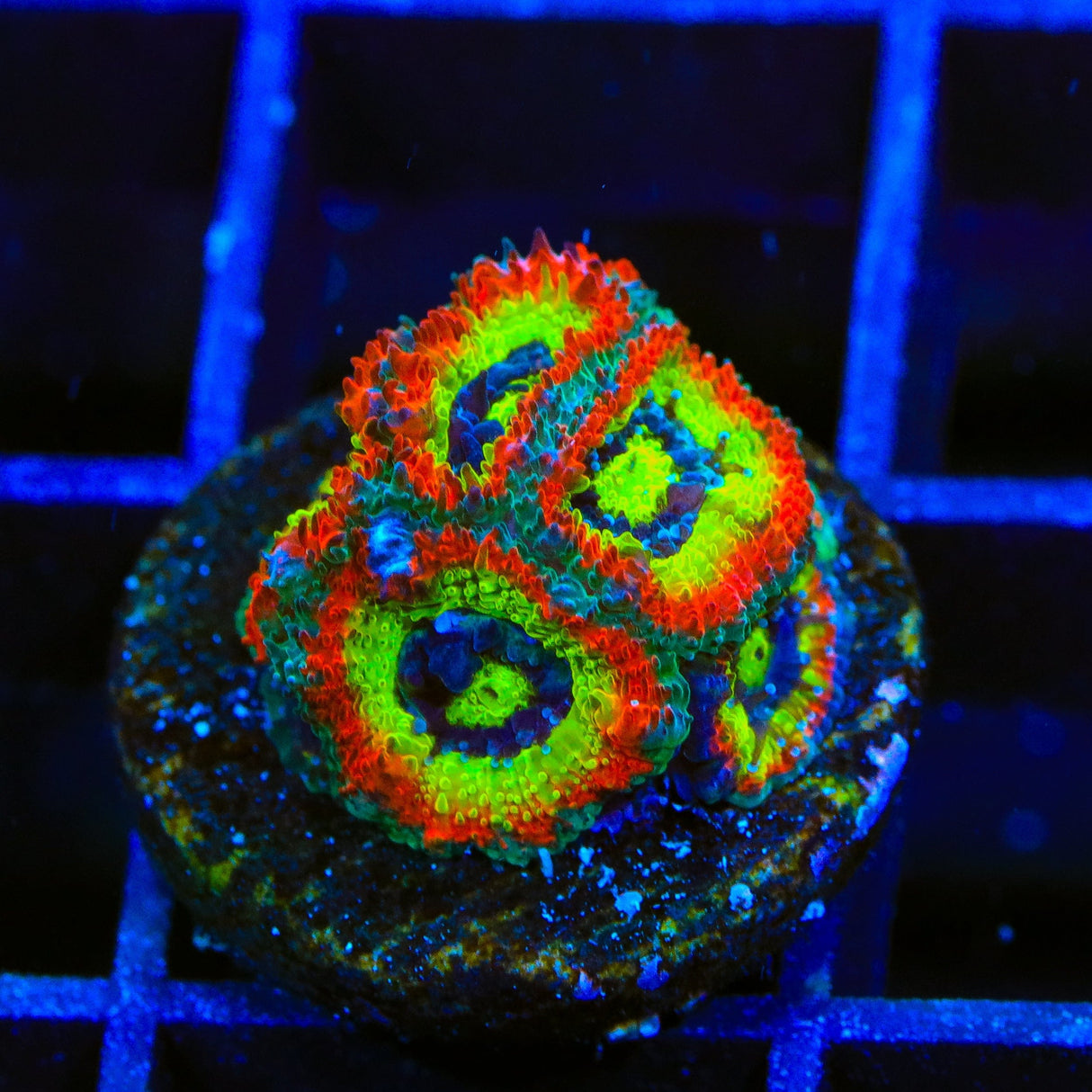 F2M Holy Grail Micromussa Acan Coral