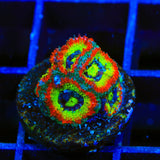 F2M Holy Grail Micromussa Acan Coral