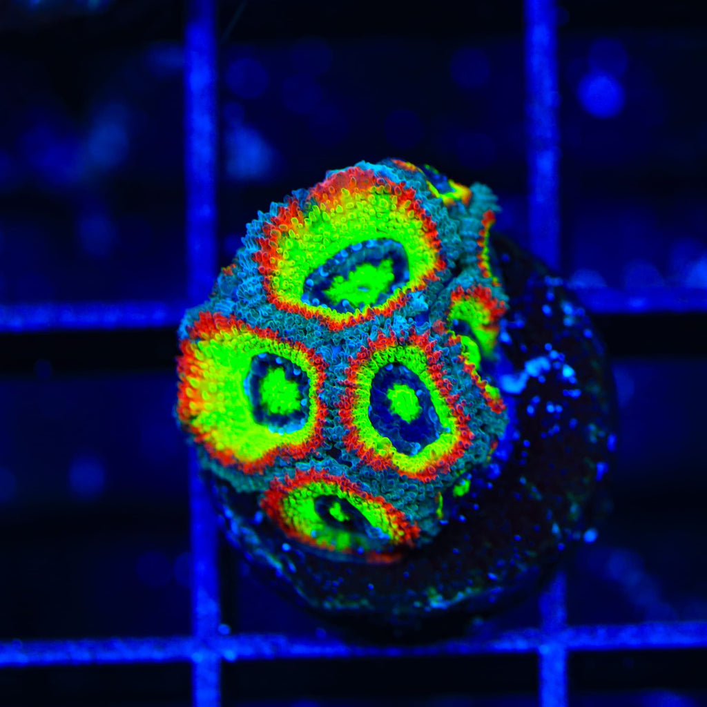 F2M Holy Grail Micromussa Acan Coral