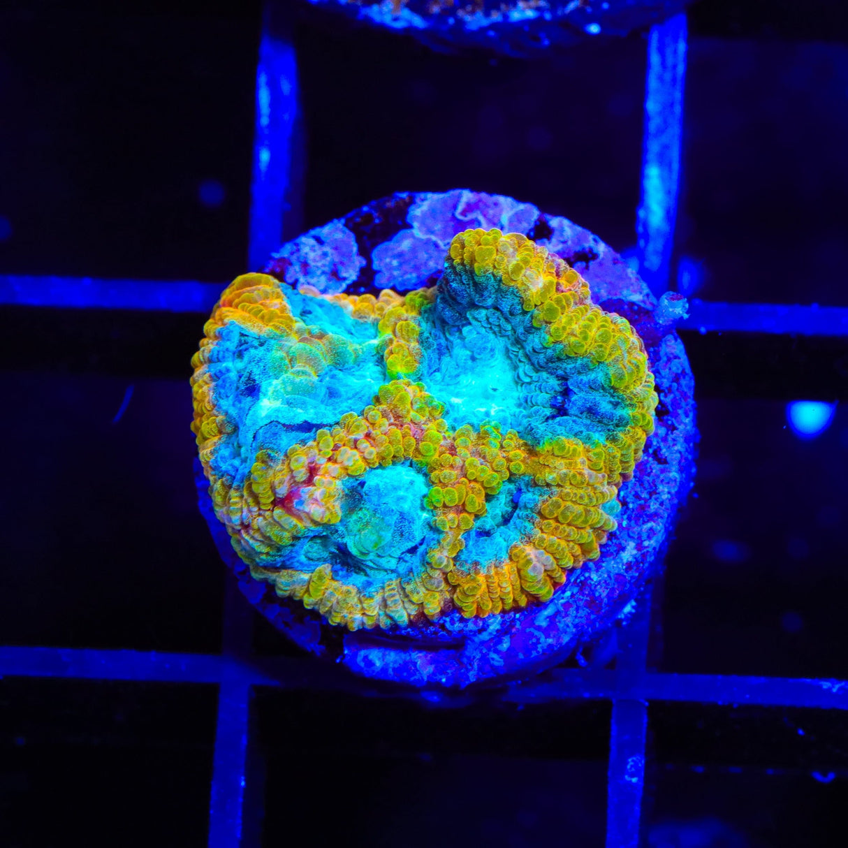 Favia of the Gods Favia Coral