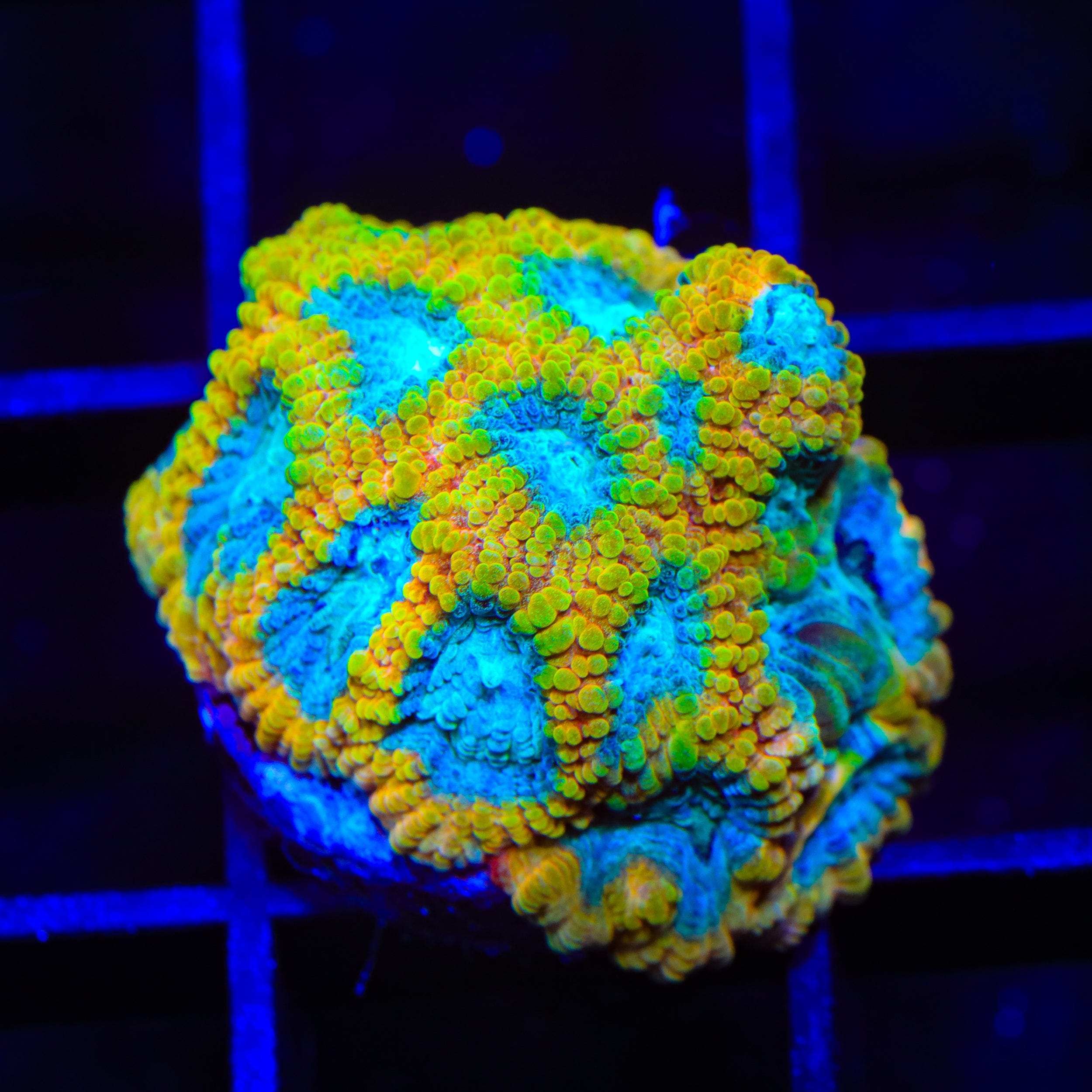 Favia of the Gods Favia Coral