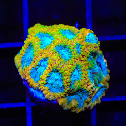 Favia of the Gods Favia Coral