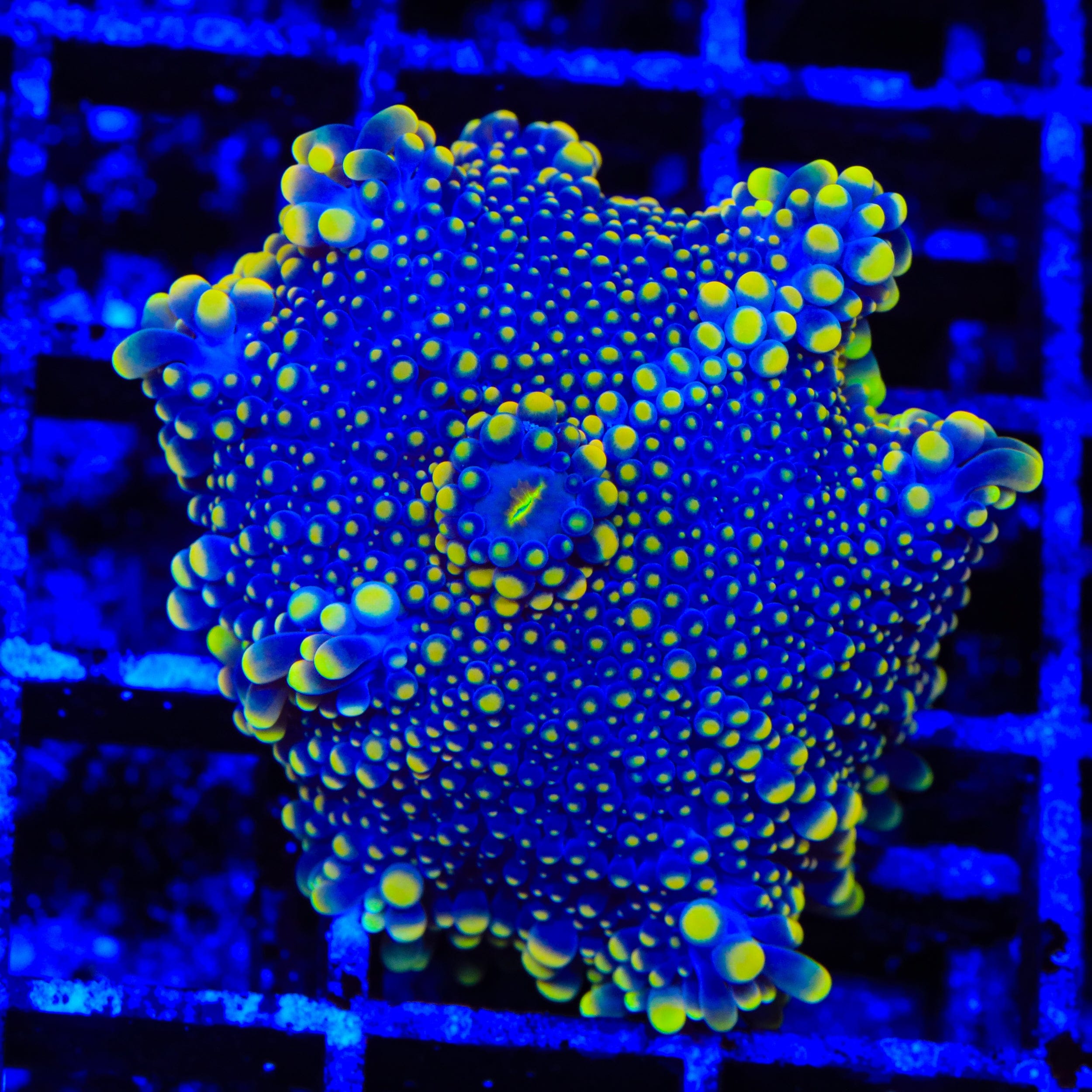 Fire Sprinkles Yuma Coral