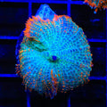 Flash Burn Mushroom Coral