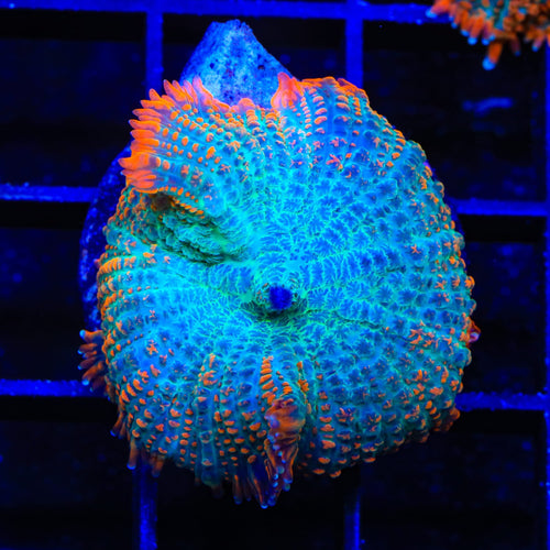 Flash Burn Mushroom Coral