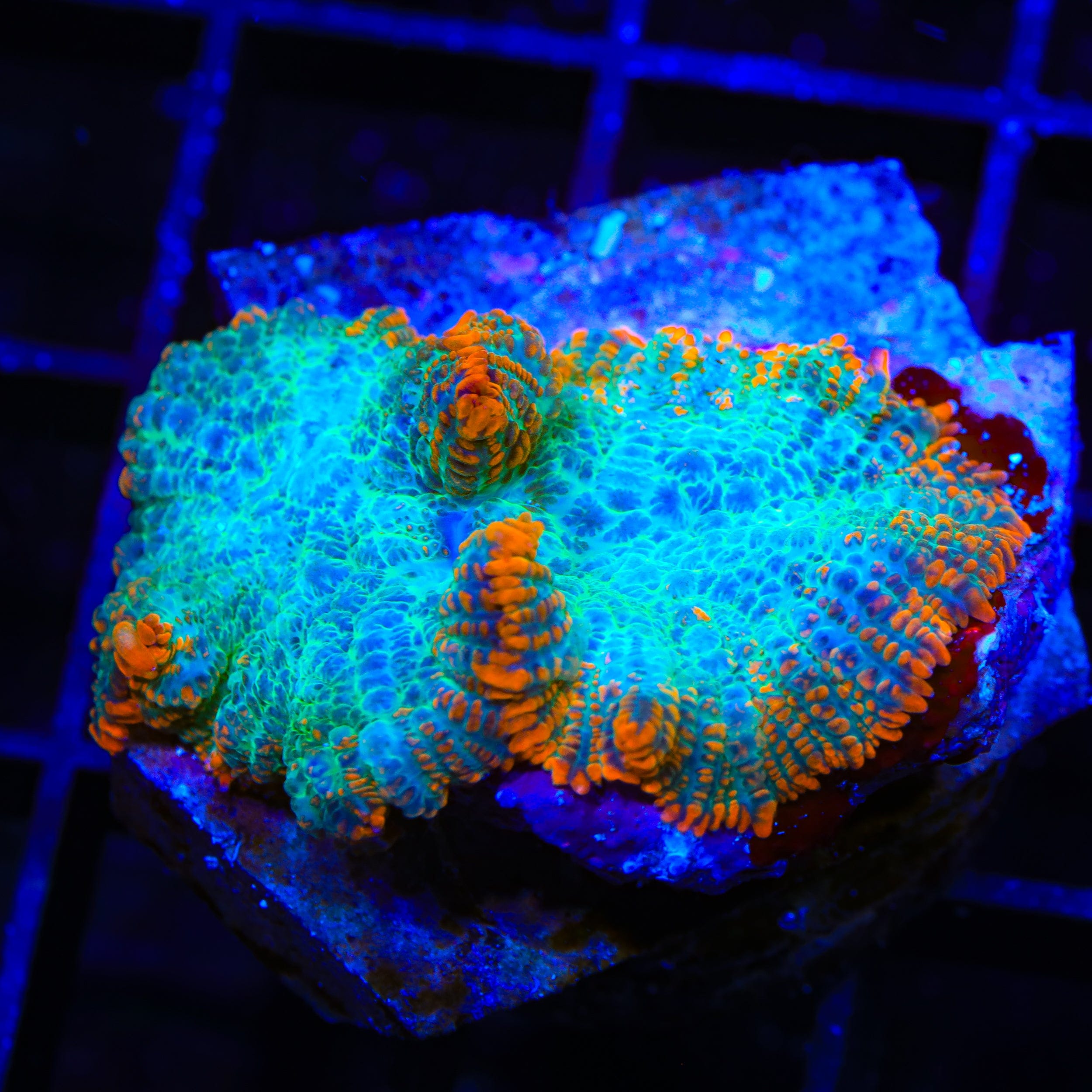 Flash Burn Mushroom Coral