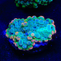 Flash Burn Yuma Coral
