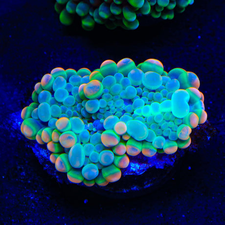 Flash Burn Yuma Coral