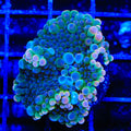 Flash Burn Yuma Coral