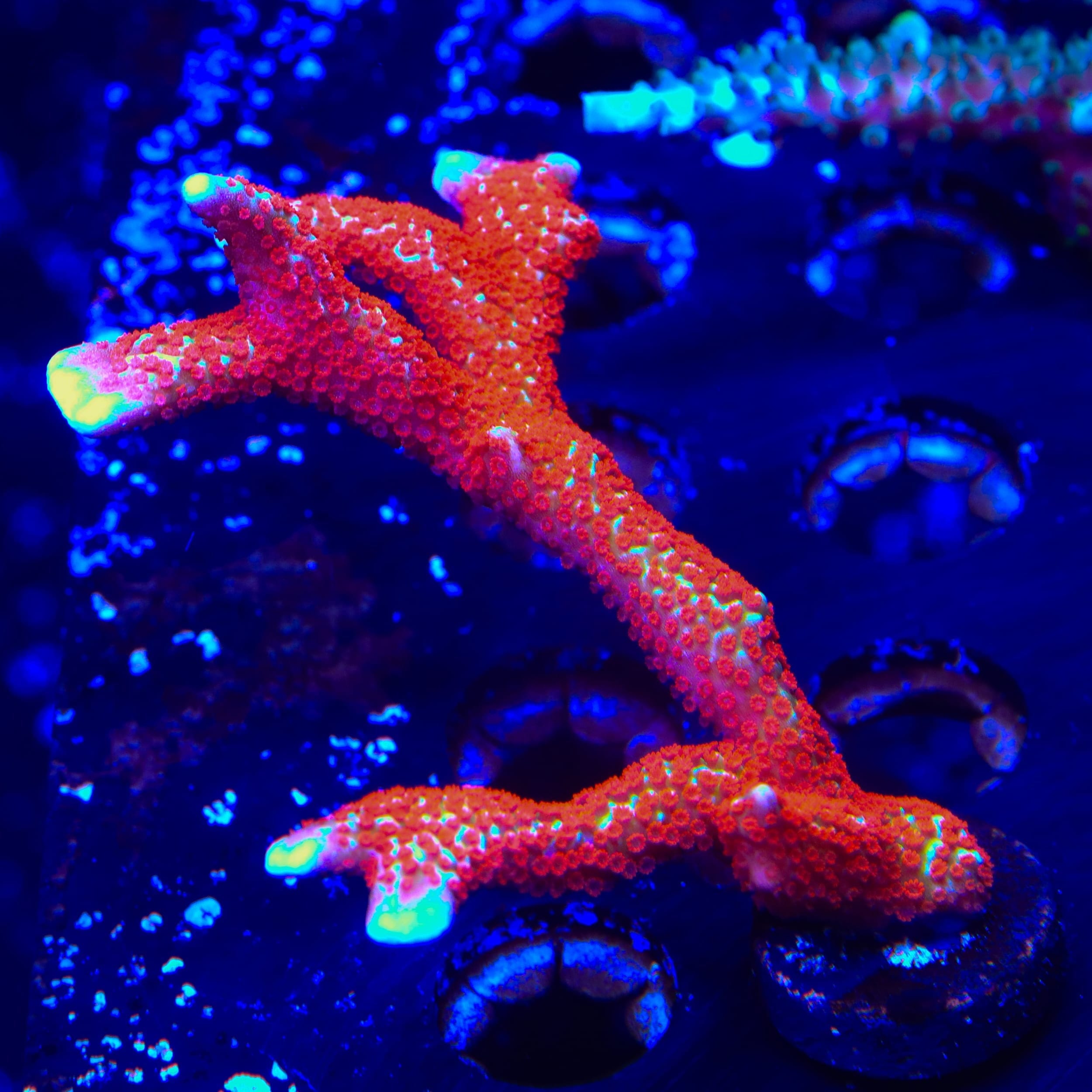 Forest Fire Digitata Montipora XL Frag Coral
