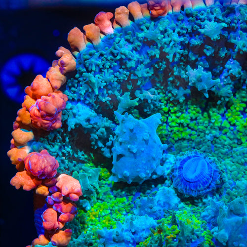 Frankenstein Bounce Mushroom Coral
