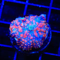 Freaky Mushroom Coral