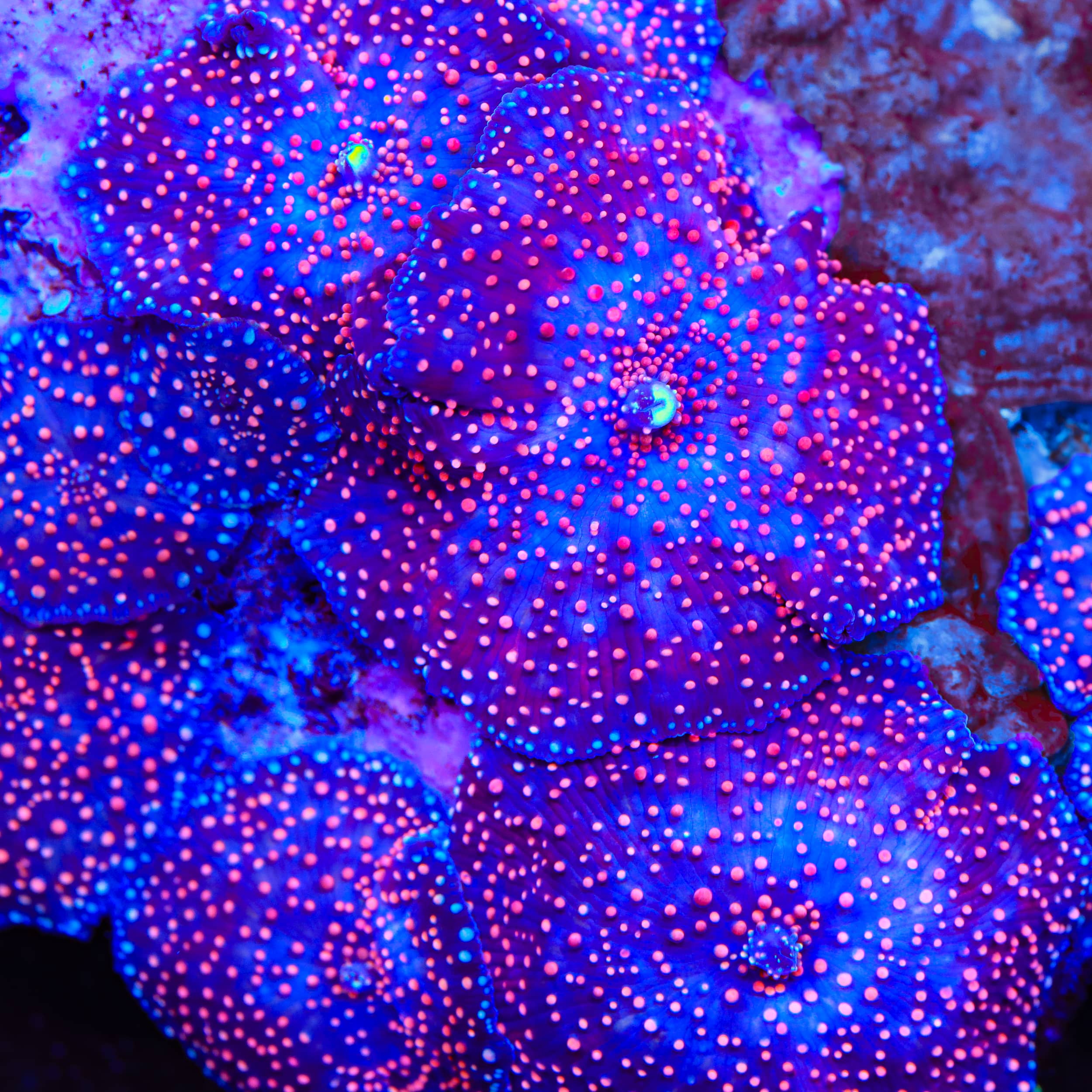 Freckled Mushroom Coral