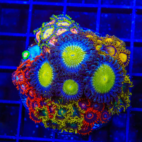 Frozen Apple, Safe Cracker Combo Zoanthids Coral