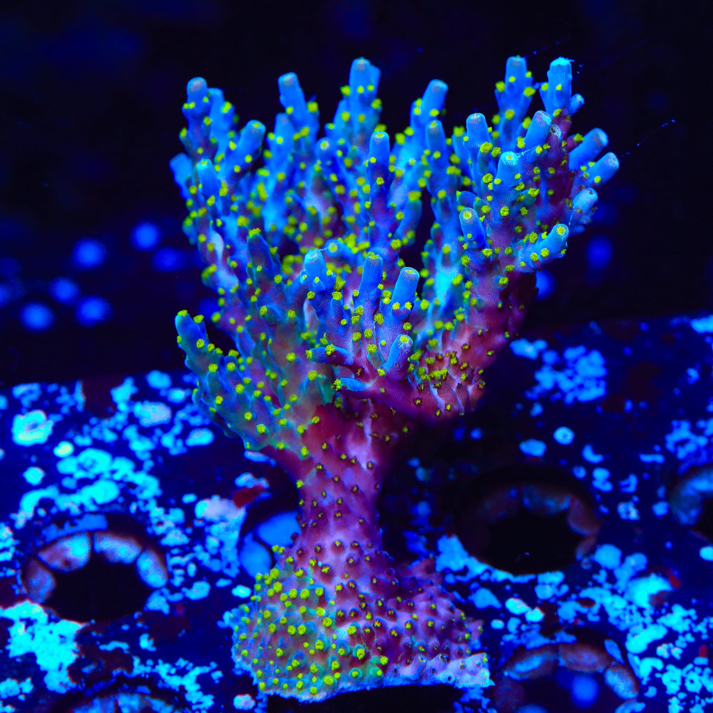Garf Bonsai Acropora Colony Coral
