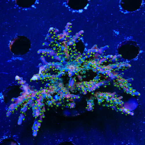 Garf Bonsai Acropora Colony Coral