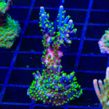 Garf Bonsai Acropora XL Frag Coral