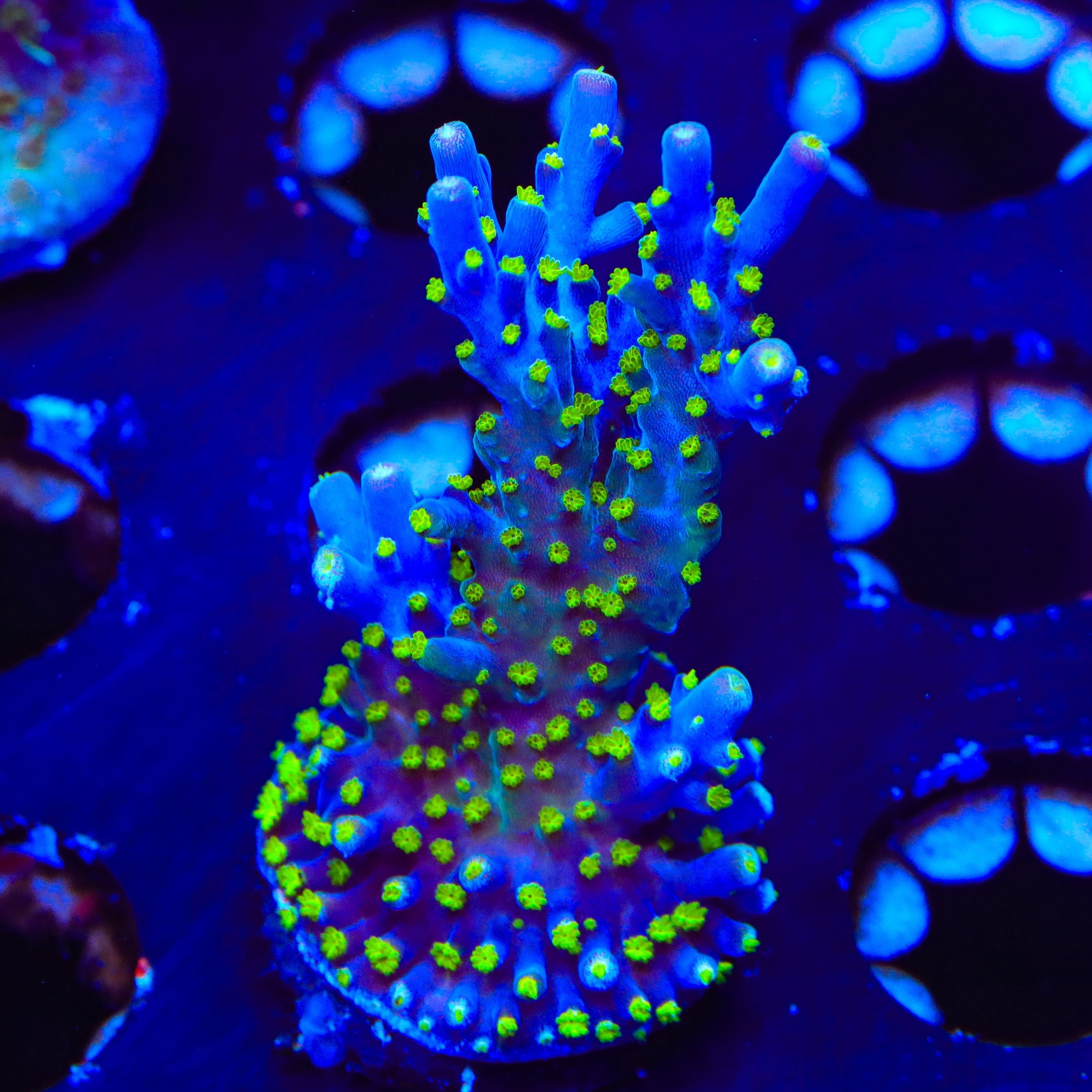 Garf Bonsai Acropora XL Frag Coral