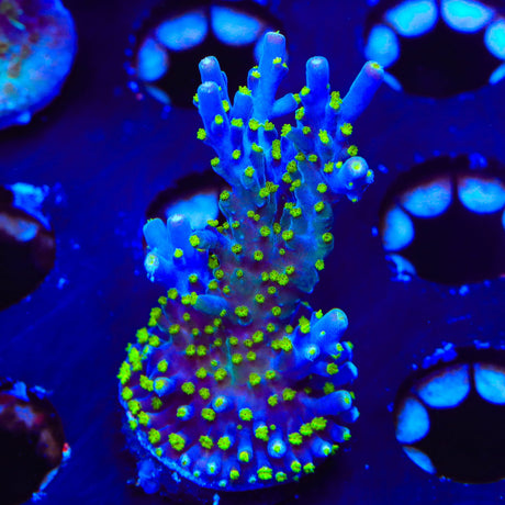 Garf Bonsai Acropora XL Frag Coral