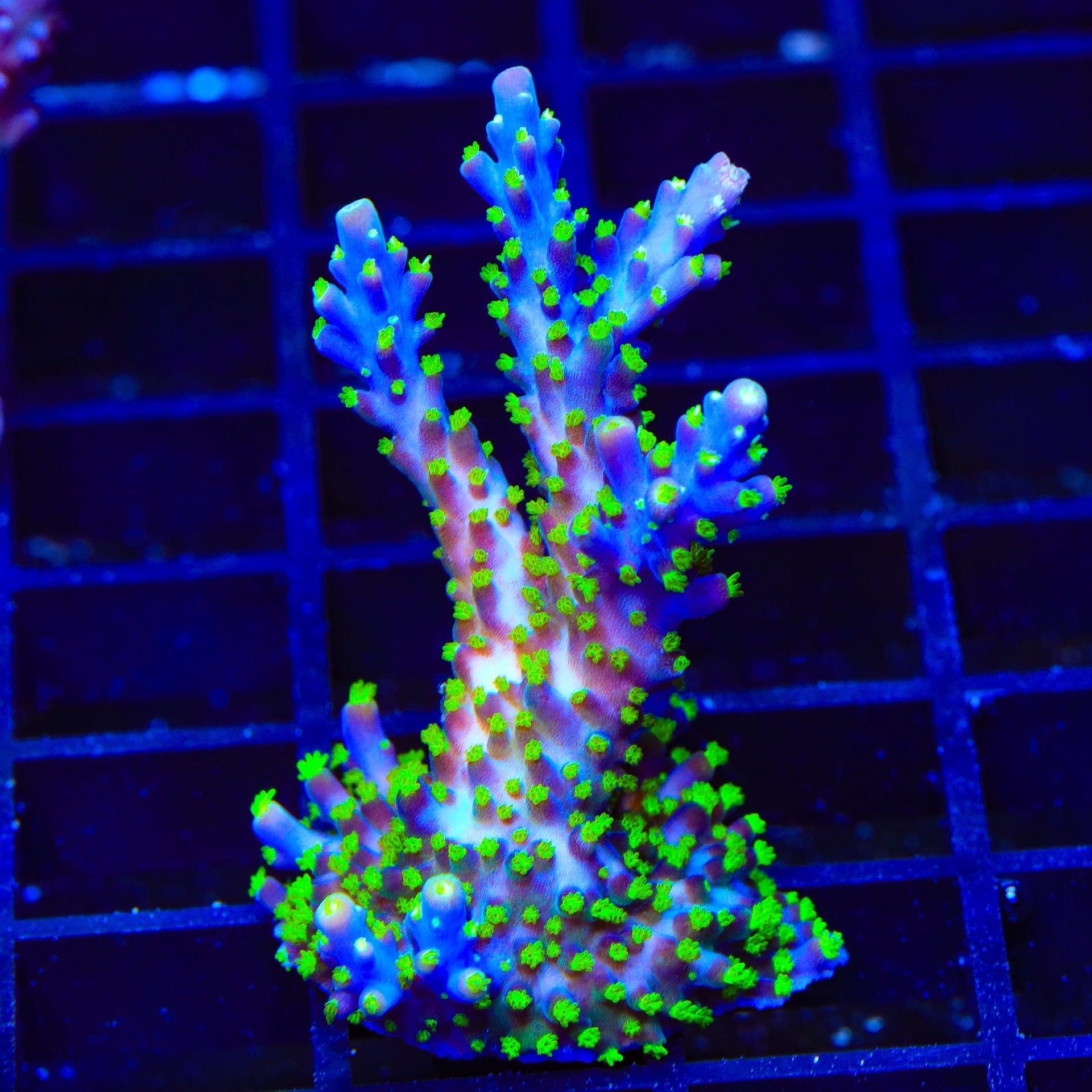 Garf Bonsai Acropora XL Frag Coral – Top Shelf Aquatics